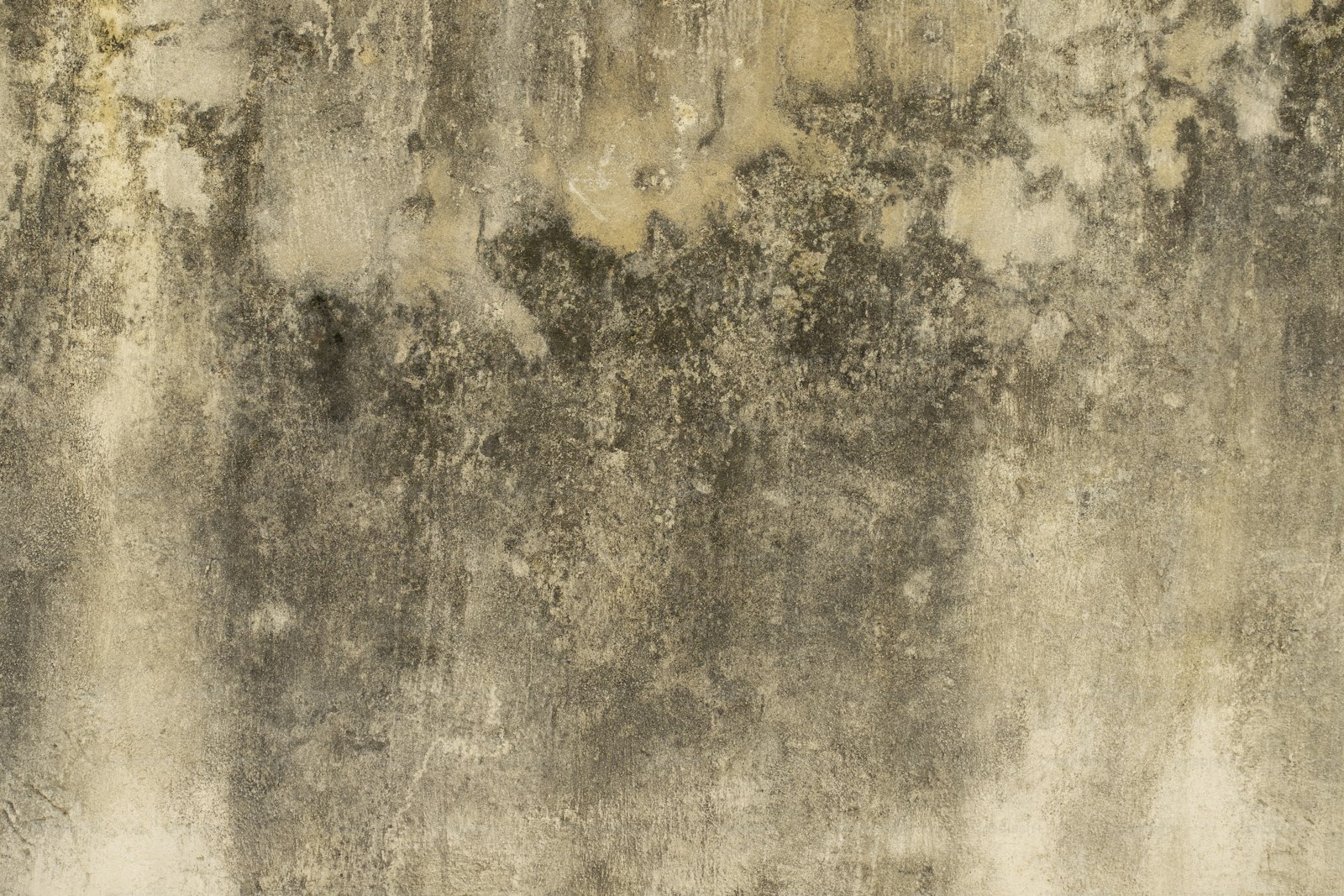 Damp and Mould in a Dutch Home: Find the Cause Before You Treat Anything
