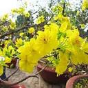 Flower Beauty